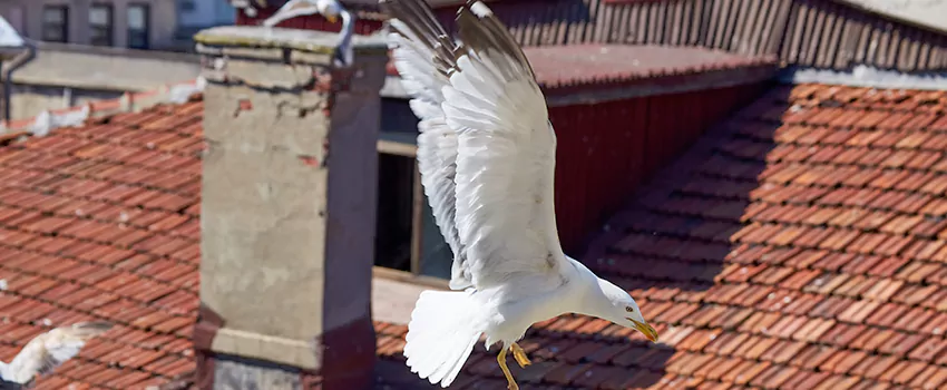 Residential Chimney Animal Removal Solution in North Valley Stream, NY