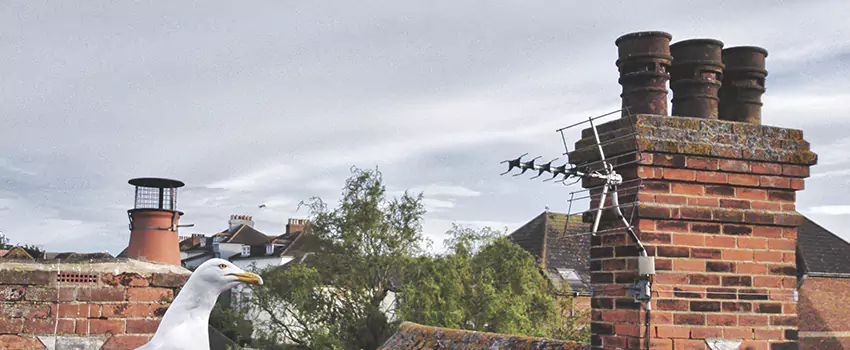 Chimney Cleaning And Restoration in North Valley Stream, New York